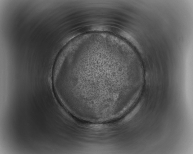 X0000088191033200705292008
