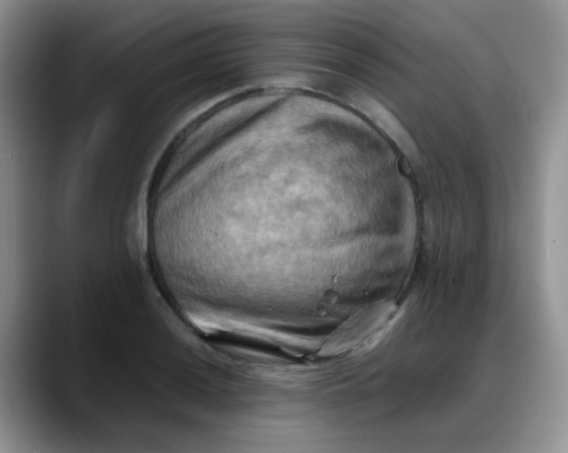 X0000088191036200705292008