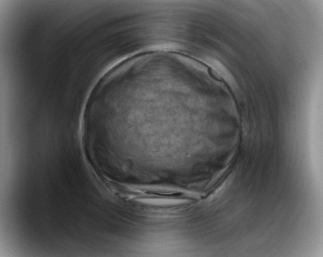 X0000088191044200705292008
