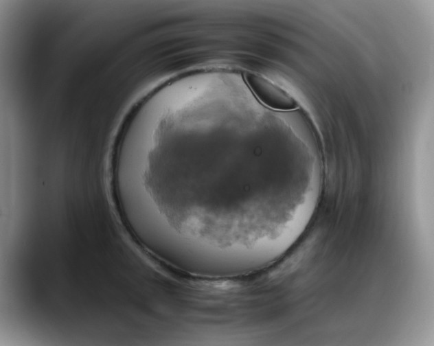 X0000088191045200705292008