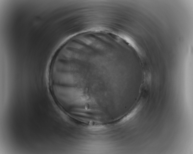 X0000088191046200705292008