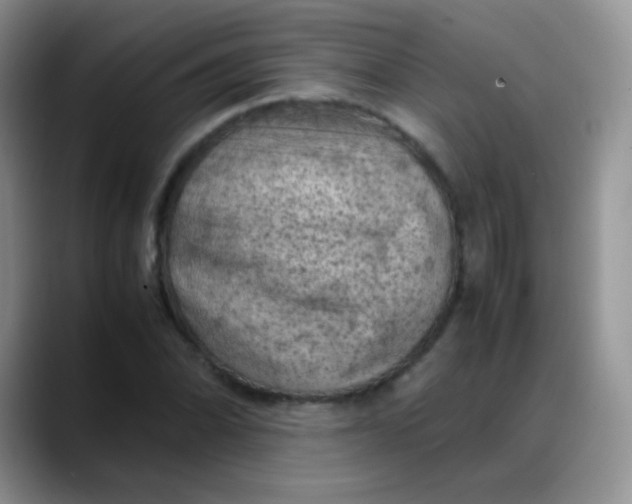 X0000088191070200705292007