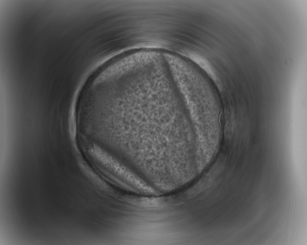 X0000088191080200705292007