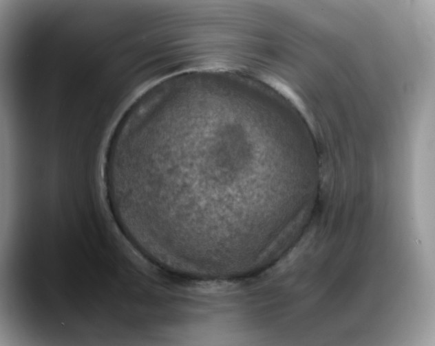 X0000088191091200705292007