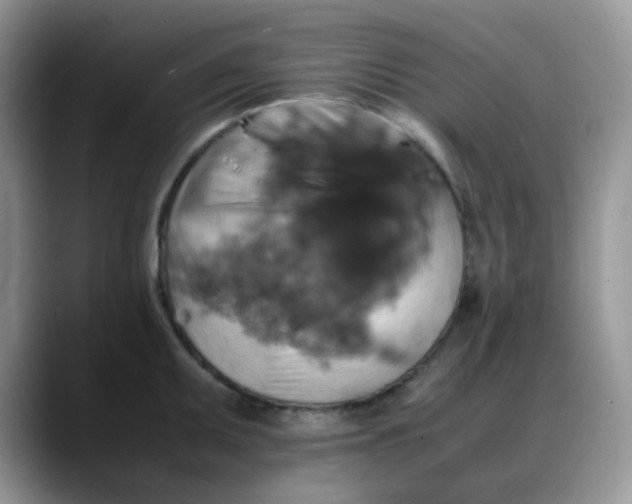 X0000088191095200705292007
