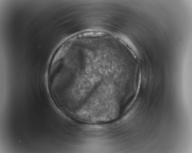 X0000088191100200705292007