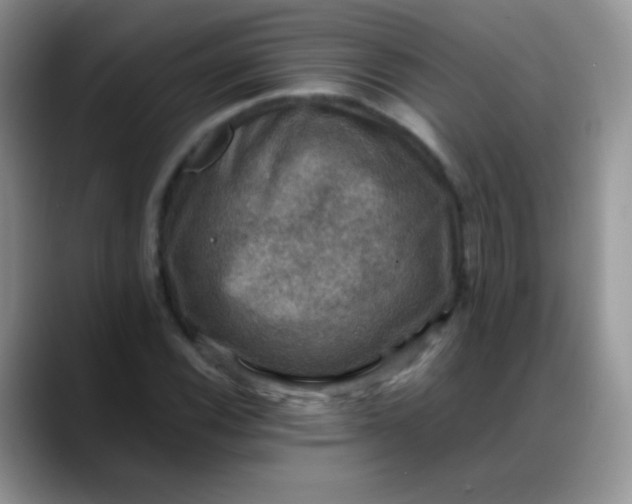 X0000088191116200705292006