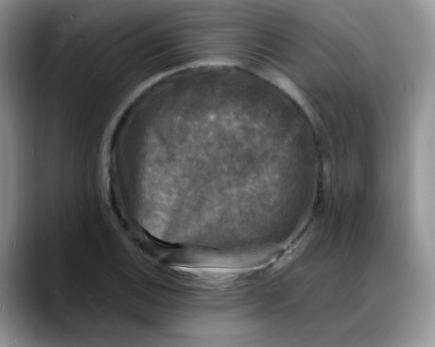 X0000088191124200705292006