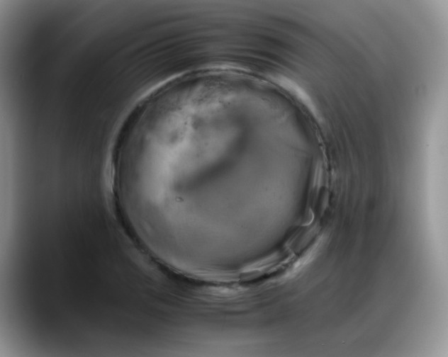 X0000088191125200705292007