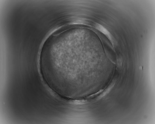 X0000088191138200705292007