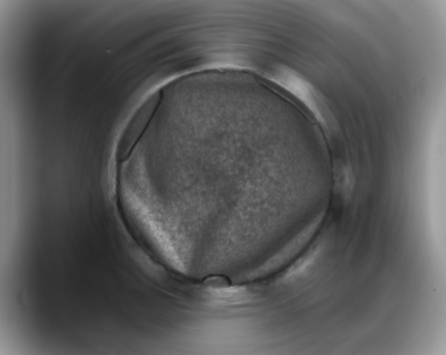 X0000088191140200705292007