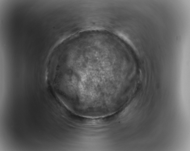 X0000088191165200705292006