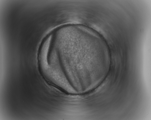 X0000088191168200705292006
