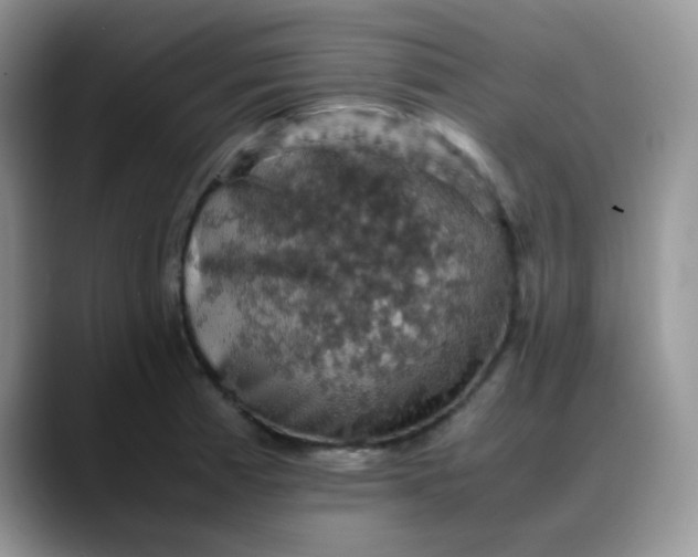 X0000088191185200705292006