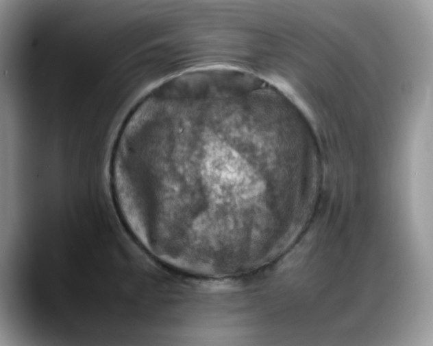 X0000088191189200705292006
