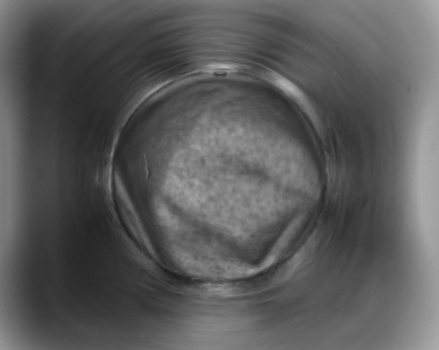 X0000088191194200705292006