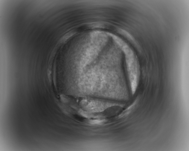 X0000088191225200705292005