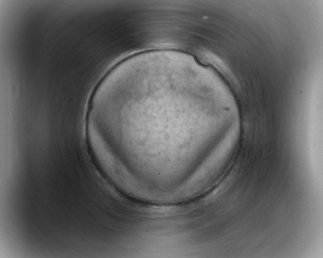 X0000088191236200705292005