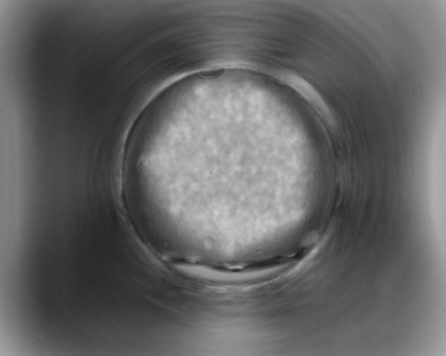 X0000088191244200705292006