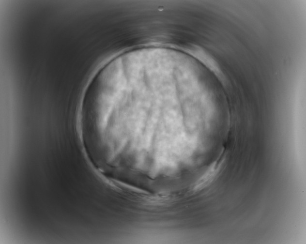 X0000088191247200705292006