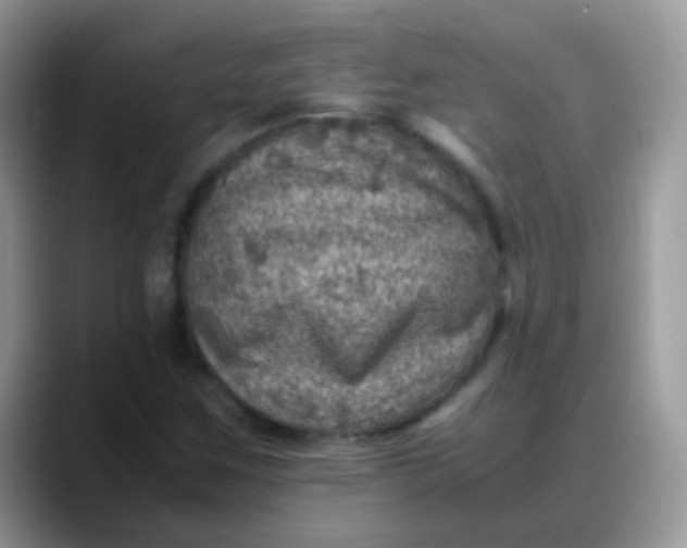 X0000088191259200705292005