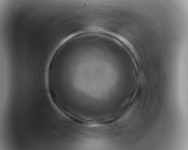 X0000088191295200705292004