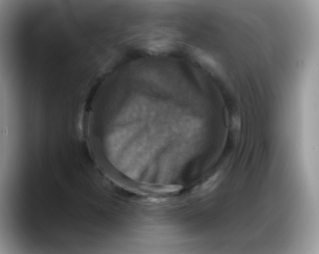 X0000088191300200705292004