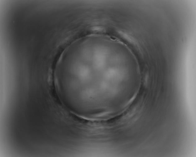 X0000088191301200705292004