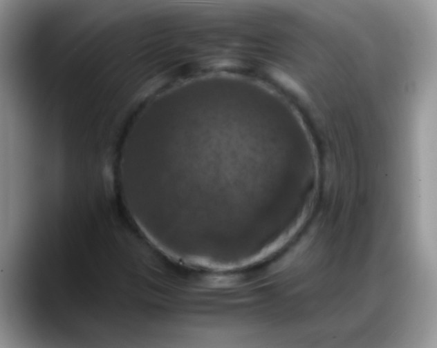 X0000088191305200705292004