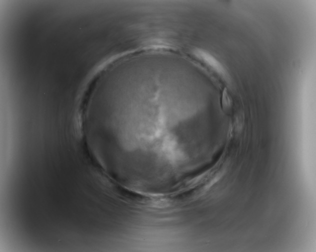 X0000088191310200705292004