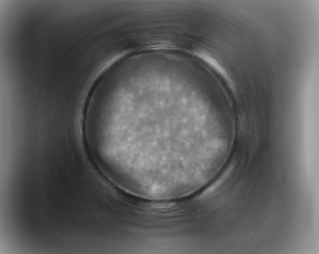 X0000088191325200705292004