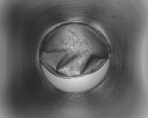 X0000088191328200705292004