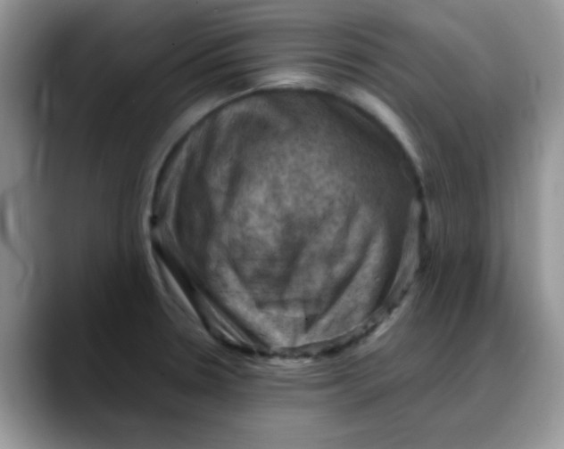 X0000088191330200705292004