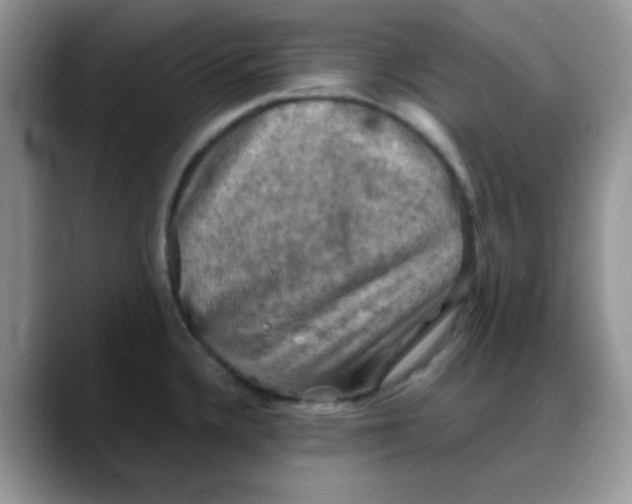 X0000088191336200705292004