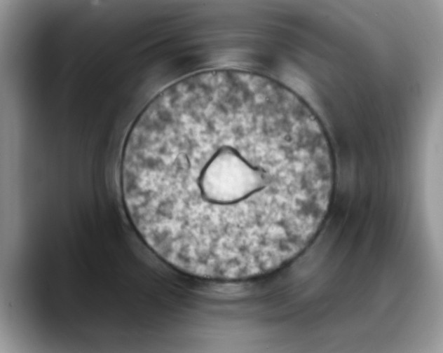 X0000088191338200705292004