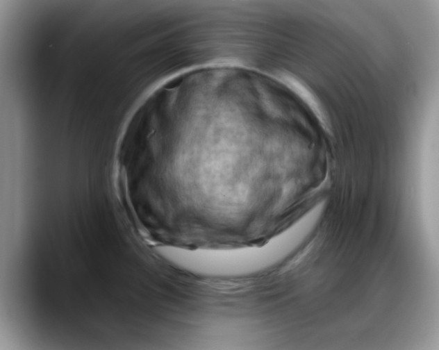 X0000088191340200705292004