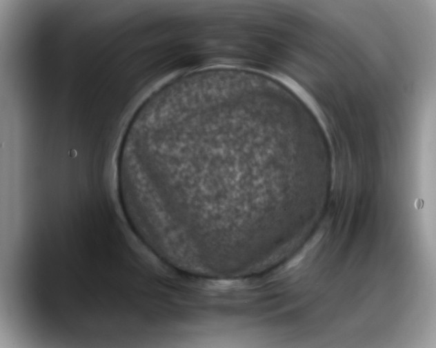 X0000088191341200705292004