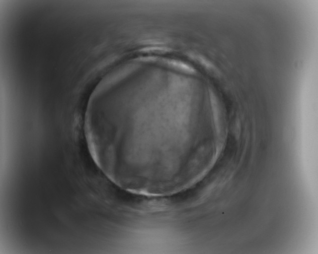X0000088191351200705292004