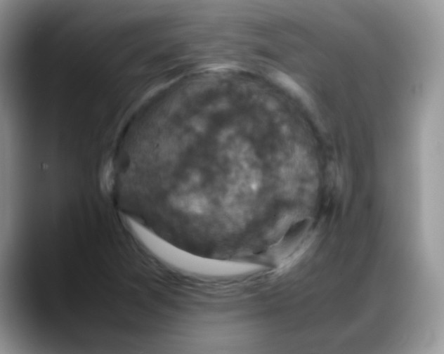 X0000088191361200705292004