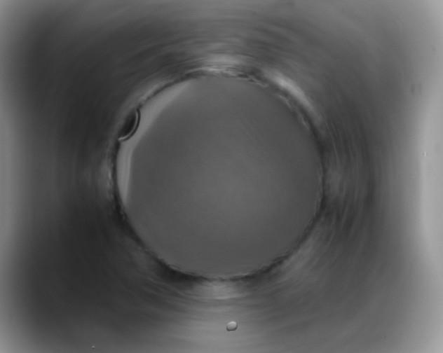 X0000088191362200705292004
