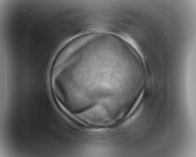 X0000088191389200705292003