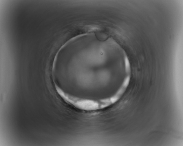 X0000088191393200705292002