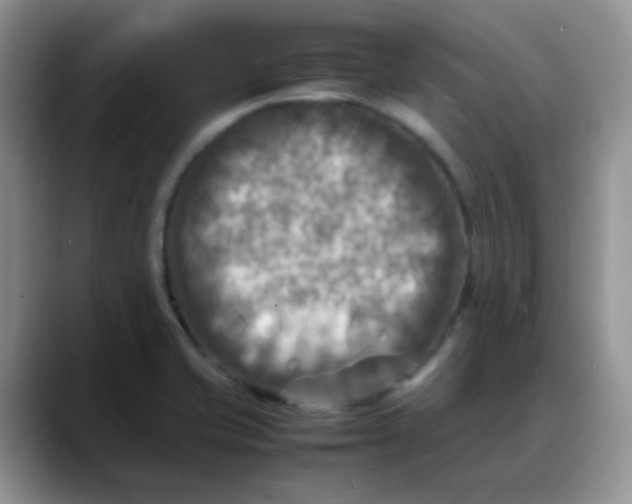 X0000088191421200705292003