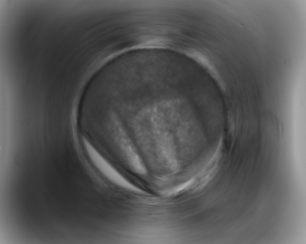 X0000088191422200705292003