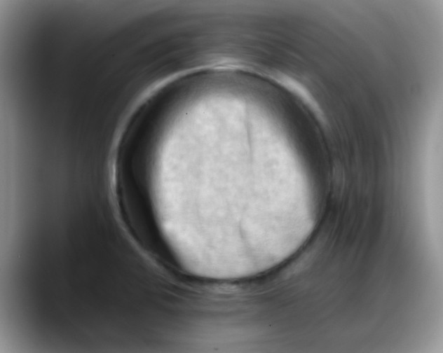 X0000088191424200705292003