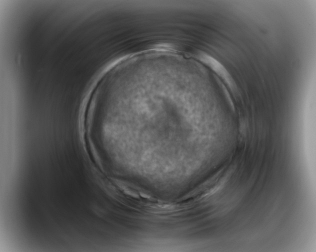 X0000088191435200705292003