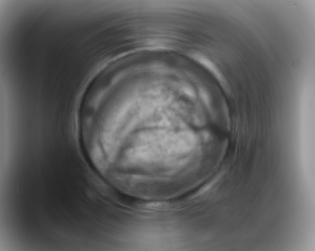 X0000088191467200705292002