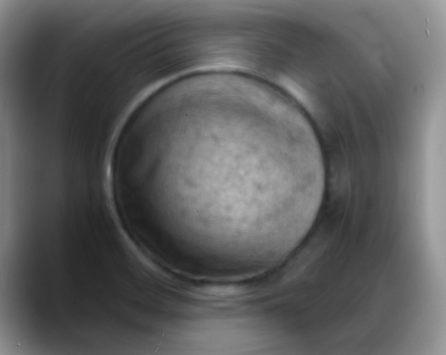 X0000088191468200705292002