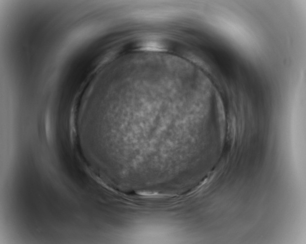 X0000088191487200705292002