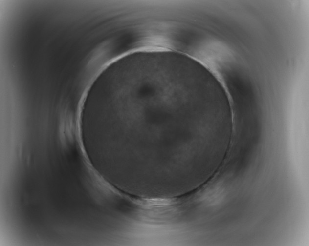 X0000088191488200705292002